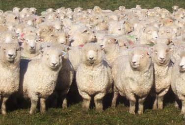 Kuddegeest - plaatje van schapen